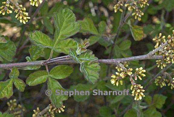 rhus aromatica 3 graphic